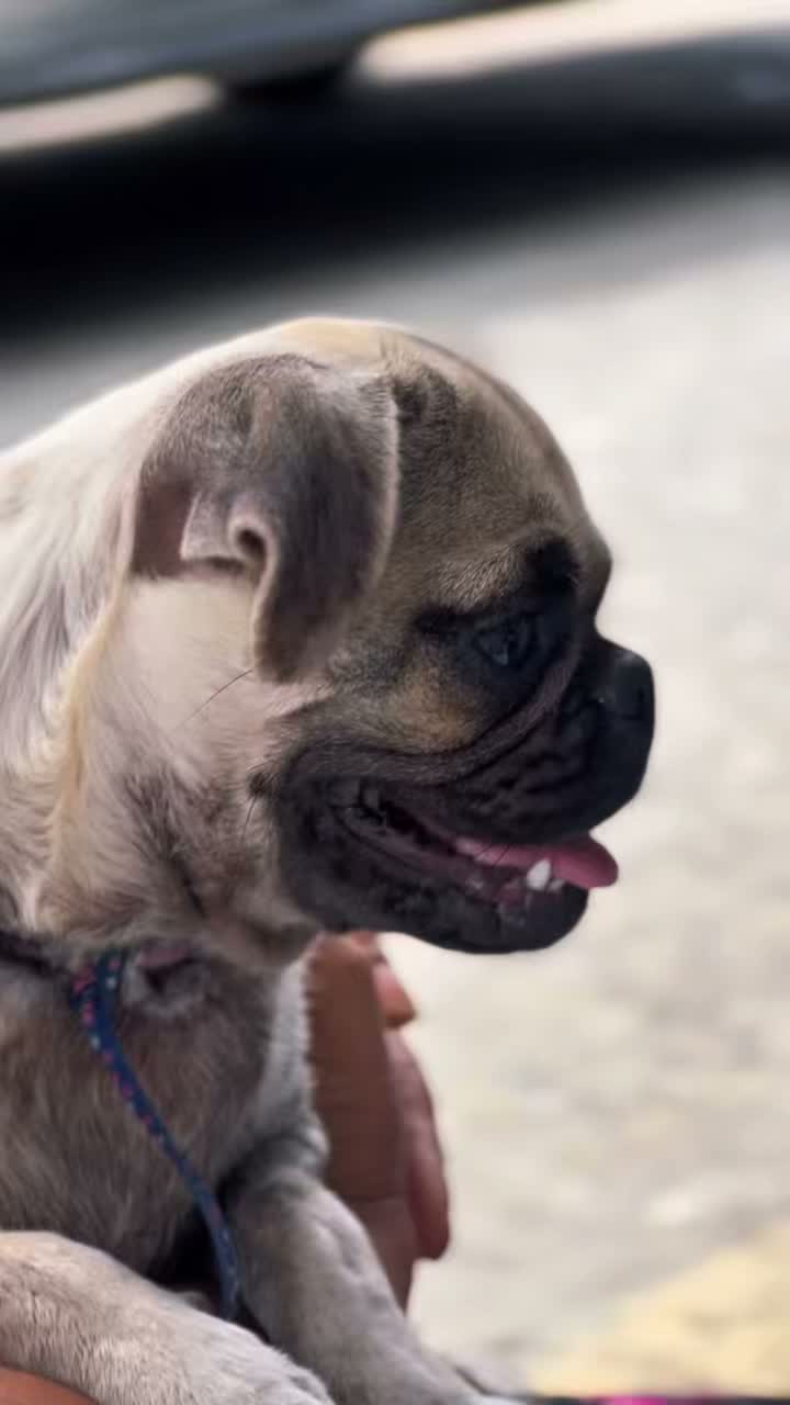 Brigada de Bienestar Animal en Balzar beneficia a decenas de familias con apoyo municipal y prefectural